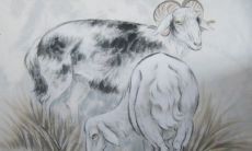 191几年属羊（属羊的人的年龄表）