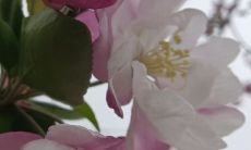 属虎的腊月生日好（十二月份属虎的命好不好）