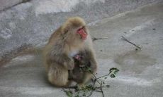 生肖猴这个月运气如何（属猴人这个月财运）