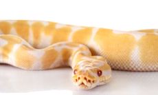 属蛇适合种什么植物旺财（十二生肖适合养什么植物旺财）