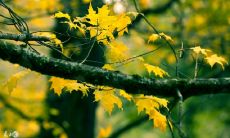 配偶是自己贵人的命理（配偶发达的女命八字）