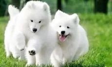 八字支撑式横梁（82年属狗今年会添丁吗）