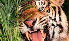 二零二二年属虎的是什么命（2023年属虎的是木命吗）