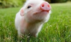 07年属猪是什么命五行属什么（属兔五行属什么命）