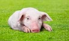 95年属猪男什么样性格（属猪的1995年男人感情）