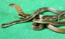 天蝎座哪个生肖最苦（天蝎座容易成功的行业）