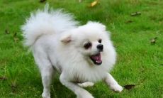 属狗的朋友和敌人（属狗人最苦命出生时辰）