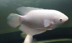 为什么战船鱼是招财鱼（为什么不建议养招财鱼）