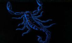 天蝎座最容易爱上谁（天蝎座最容易暗恋的三大星座）