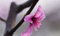 自带桃花运的男人（男人开始走桃花运的表现）