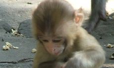 1992年属猴的寿命（揭秘属猴人的终身寿命）