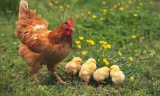 生肖狗和鸡的人不能在一起吗（生肖鸡和狗的婚姻怎样）