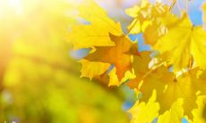 女命日柱丙申看桃花（日柱丙申最怕什么）