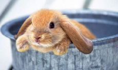 属狗的人适合养猫吗（猫和什么属相相克）