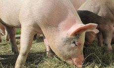 农历2月属猪的命运如何（农历二月属猪的人命运）