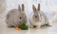 生肖牛跟生肖兔相冲吗（兔与牛相冲吗）