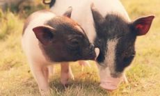 2023年属猪男1995全年运势感情（1983年属猪运势）