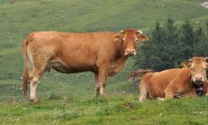 属牛的有几个年龄段（属牛的年龄分别是多少）