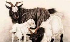 79年属羊的五行属什么命（79年属羊女是什么命）