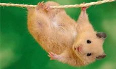 属鼠的败月是几月（属鼠最忌讳的属相）