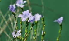 2023年最佳安葬吉日（2023年骨灰移入墓地吉日）