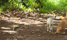属狗人哪年出生的好（属狗的女人几日出生最好）