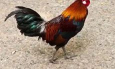 八字看2023年桃花（2023年有桃花的八字）