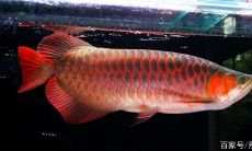 养龙鱼的风水（养龙鱼的风水忌讳）