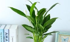 家里的财位可以放酒吗（客厅财位放酒柜好吗）