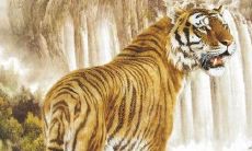 一家人属相龙虎（一家三口同一个属相牛）