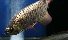 招财鲶鱼能长多大（招财鱼的寿命有多长）