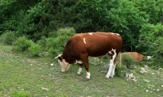 属鼠男与什么生肖最配（属鼠男与什么属相最佳）