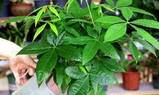 招财树可以浇茶水吗（女龙男蛇婚配如何）