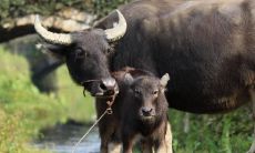 伴娘属相相冲如何化解（结婚送亲的人属相相冲）