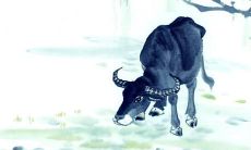 今天是哪个属相的年（今年是什么年什么属相）