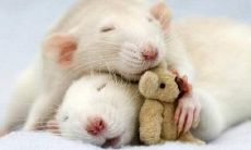 每12年一个轮回2023的鼠年（60年一轮回）