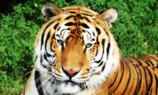 属虎的什么年龄（属兔的年龄表）