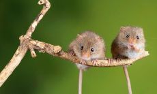 属鼠和属的婚姻怎么样（夫妻属鼠的婚姻会怎么样）