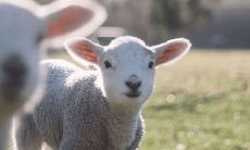 属羊明日财运好不好（属羊的明天的运势和财运）