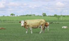 1985属牛的幸运数字和颜色（1980属猴的42岁以后运气）