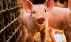 2023年属牛的桃花（2023年牛年桃花运）