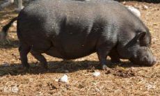 属猪人为什么这么火（天上火命属马最怕什么）