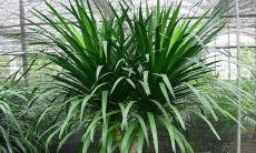 属龙的养龙须树到底好不好（家里最旺财的十种花）