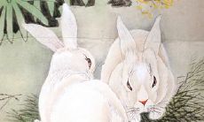 两口子都是属兔有财运48岁（二十二岁属兔婚姻命运）