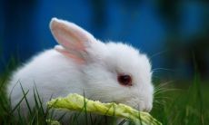 1939年属兔女2023年身体怎么样（1939年属什么生肖）