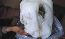 太岁为何物特大型罕见黏菌复合体（太岁是真菌吗）