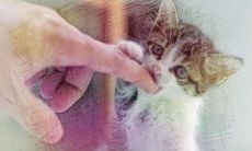 周公解梦大全查询狗咬自己的手（女人梦见狗咬自己左手）