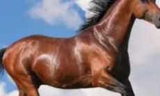 未来哪一年属马（属马的哪年比较好）