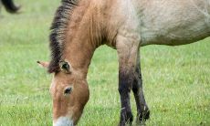 66年属马女人身体状况（78年属马女一生有几次婚姻）