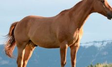 属马和属什么的做生意最好（属马与什么属相做生意）